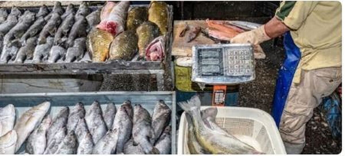کدام ماهی برای کودکان مناسب‌تر است؟
