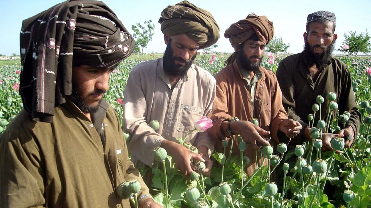 ۱۰ میلیارد دلار درآمد سالانه مواد مخدر در افغانستان