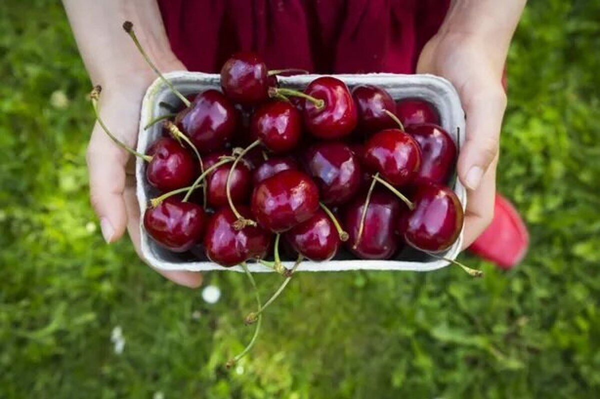 مراحل تهیه مربای گیلاس؛ گام به گام+مواد لازم