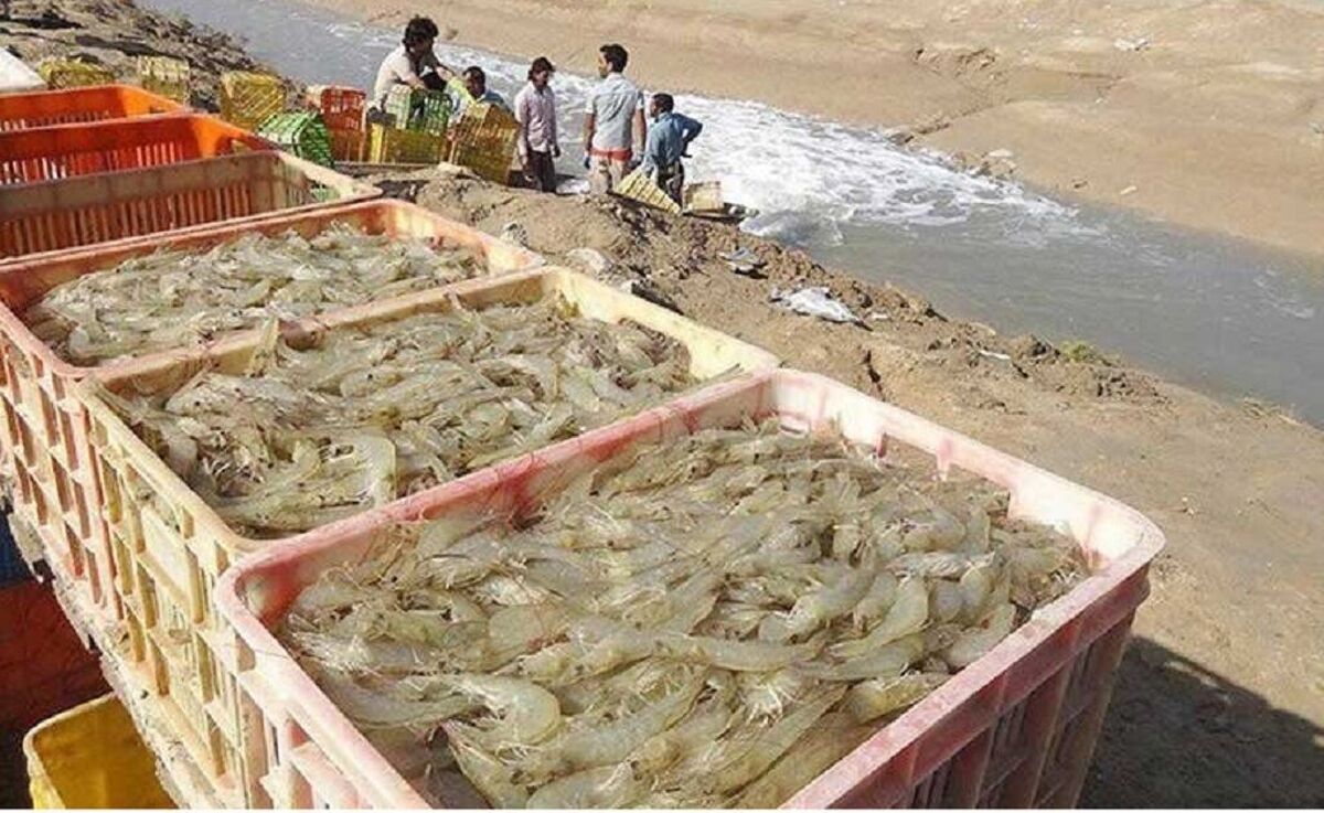 برداشت میگو بدون خطرات احتمالی از وجود بیماری در این محصول آبزی