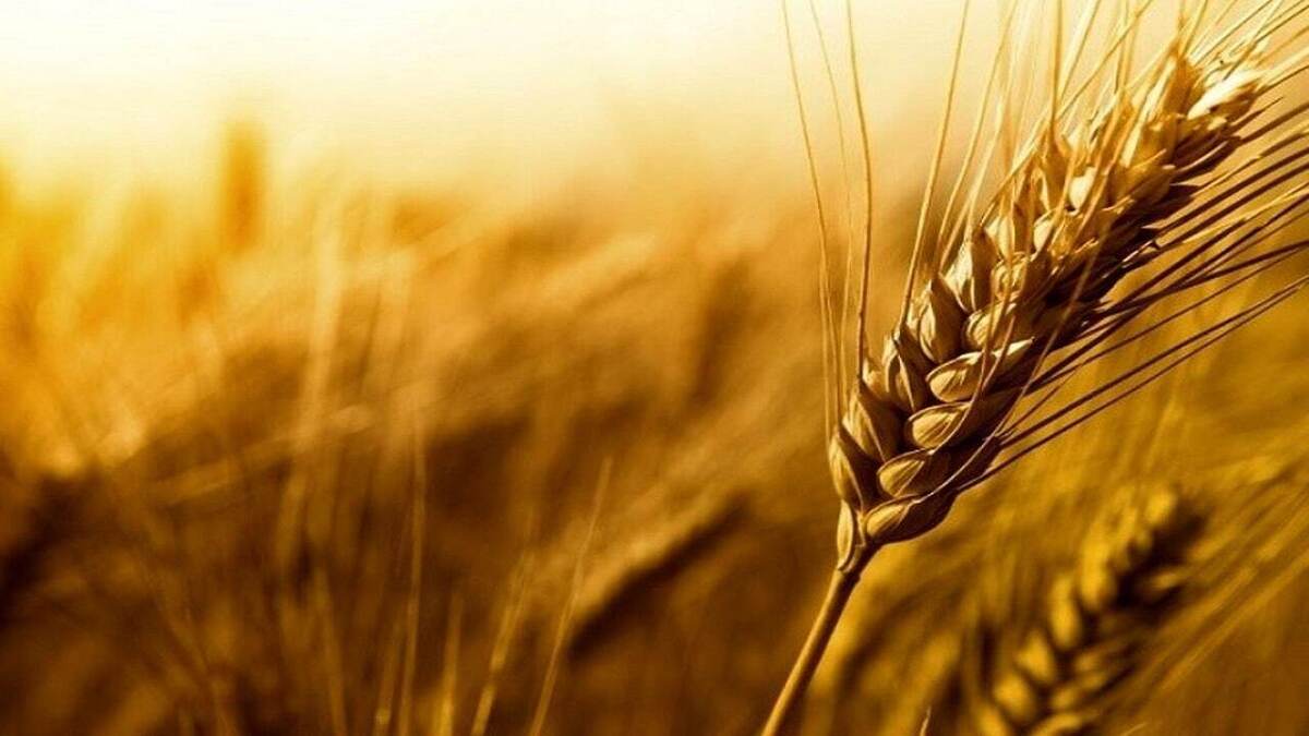 ذخایر گندم و آرد کشور مکفی است/کمبودی در عرضه آرد واحد‌های خبازی نداریم