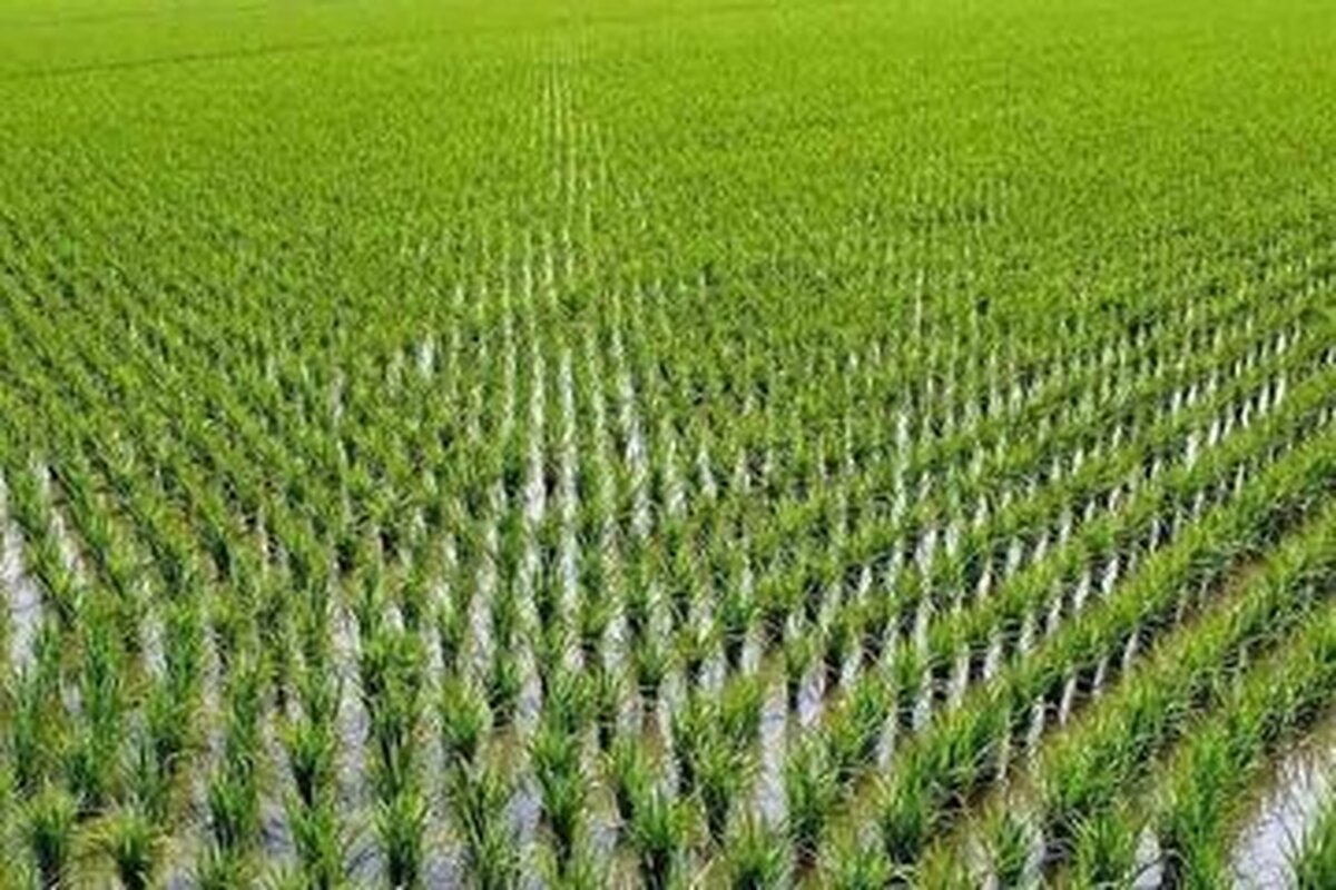 آغاز برداشت انبوه برنج از دشت های مازندران