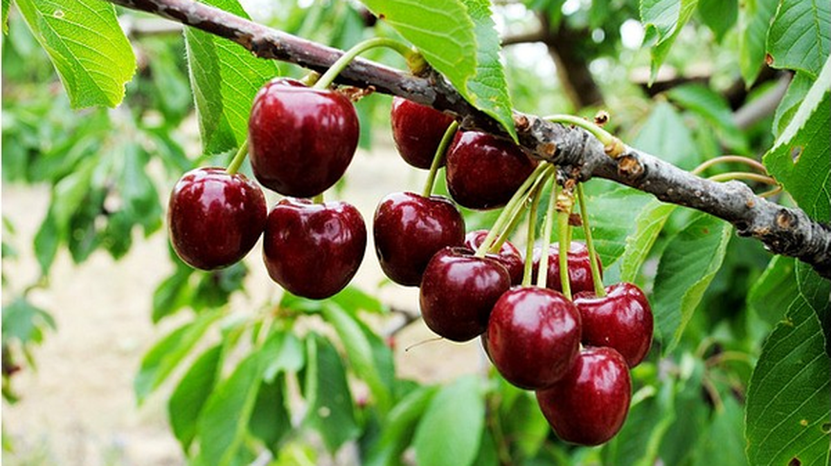 آغاز برداشت ۶ رقم گیلاس از باغات چهارمحال و بختیاری