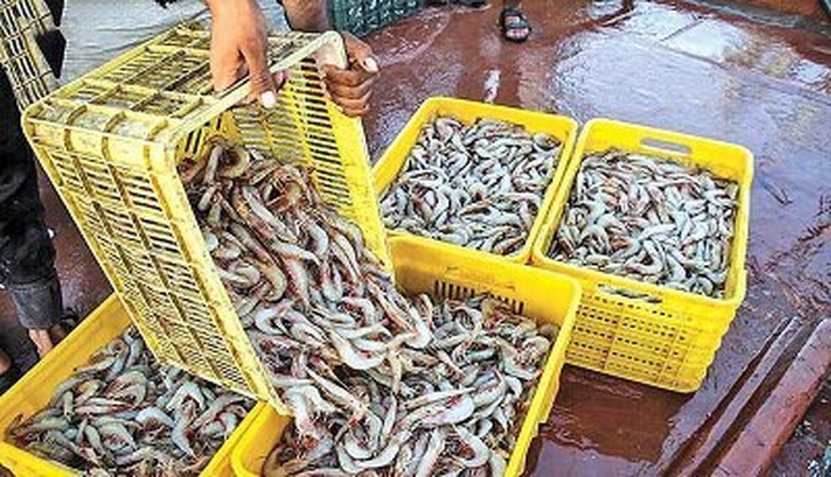 ذخیره‌سازی ۷۰ میلیون قطعه پست‌لارو میگو در کنارک