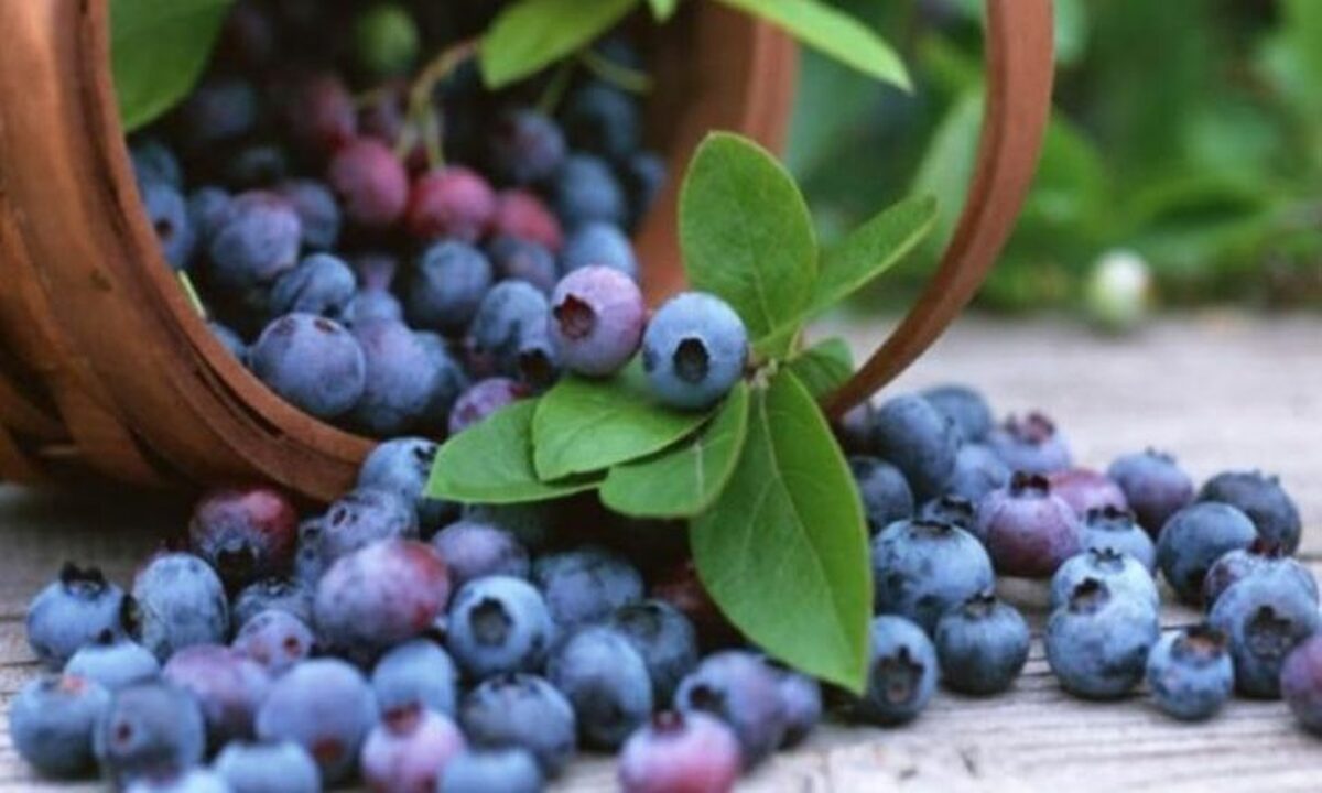 بلوبری اثرات پیری را کاهش می‌دهد