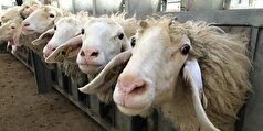 آغاز طرح تسهیلات سرمایه در گردش پرواربندی دام