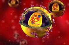 دانشمندان «VIB-UGent» ویروسی را کشف کردند که HIV و تبخال را مسدود می‌کند