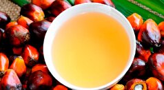 تاثیرات مصرف روغن پالم بر سطح کلسترول