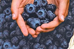 «بلوبری» سدی دفاعی در برابر این بیماری