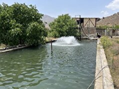 برگزاری روز مزرعه پرورش ماهیان سردابی در جنوب کرمان با محوریت سرمایه‌گذاری و تولید
