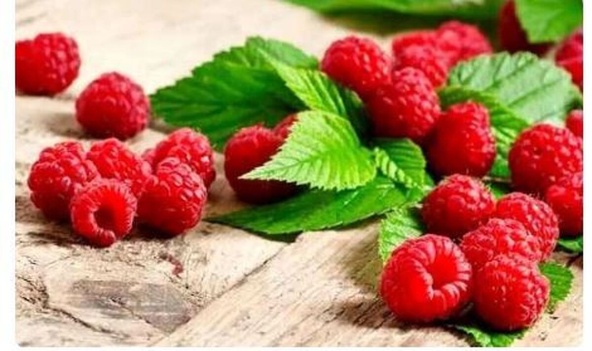 تمشک میوه‌ای کوچک با خواص بیشمار!