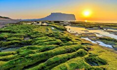 افزایش دمای آب دریا دلیل مهاجرت صدف دریایی Turbo sazae