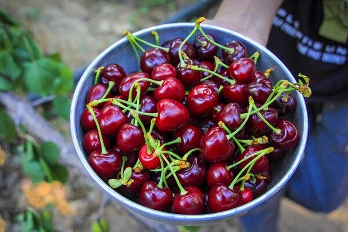 خواص برتر گیلاس برای سلامت بدن