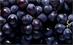 تغییر بیان ژن‌ها را در سیستم‌های حیاتی بدن با مصرف انگور