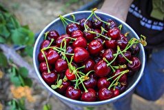 خواص برتر گیلاس برای سلامت بدن