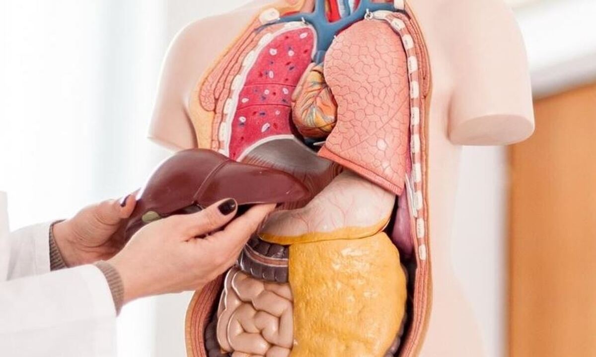 به کمک این نوشیدنی‌ها سموم کبد را پاکسازی کنید