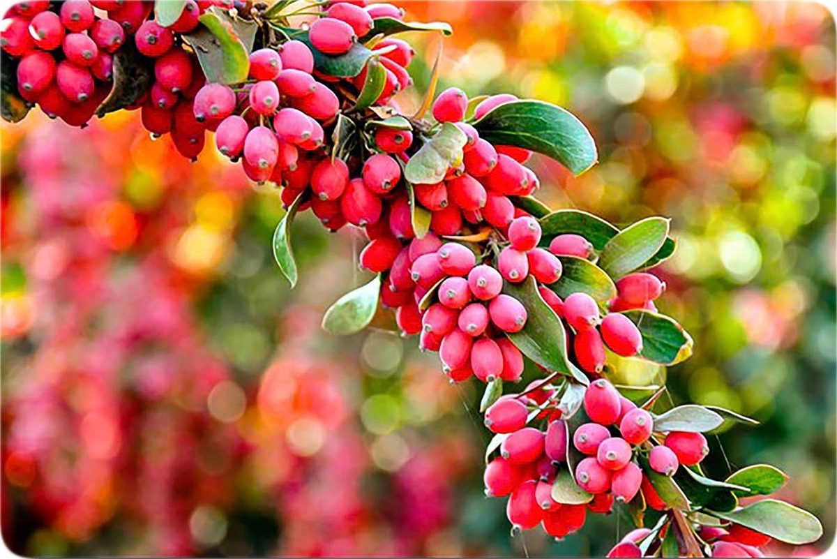 مصرف زرشک در چه فصلی مناسب‌تر است؟