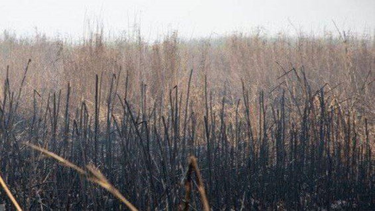 ادامه آتش سوزی در بخش عراقی هورالعظیم