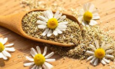 خواص ضدالتهابی و آرام‌بخش بابونه را از دست ندهید!