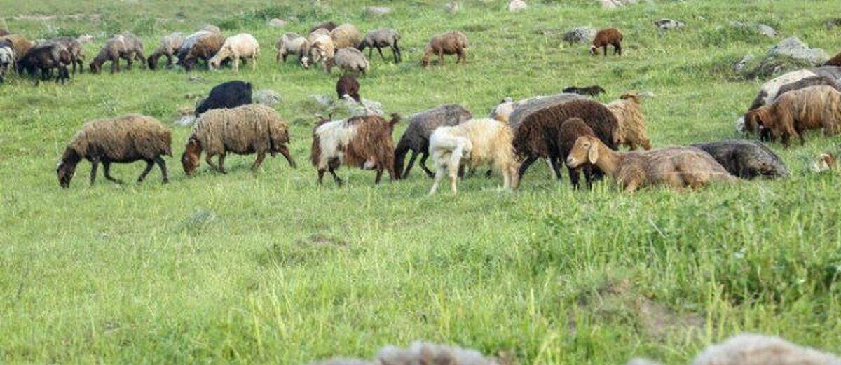 واگذاری طرح‌های مرتعداری اقتصادی به بهره‌برداران واجد شرایط