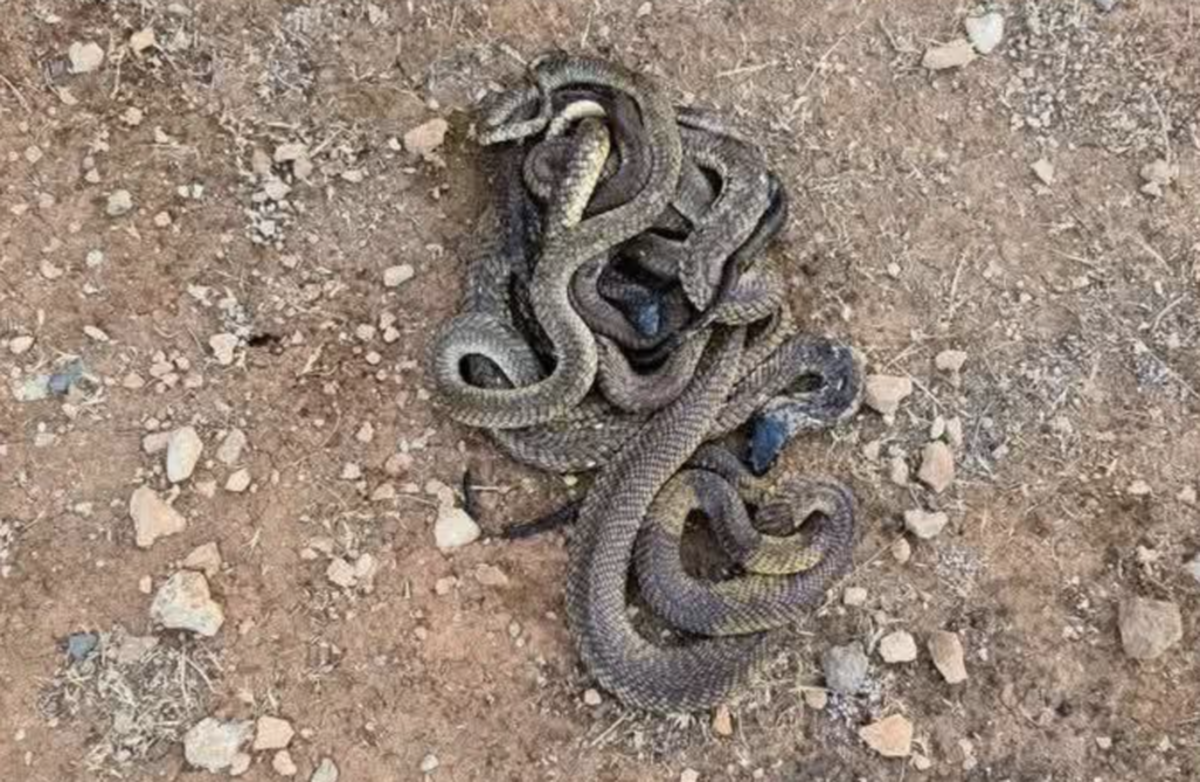 کبرا درنا وزارت محیط زیست لیبی را گیج کرده است: هشداری علیه رهاسازی شکارچیان بدون نظارت علمی