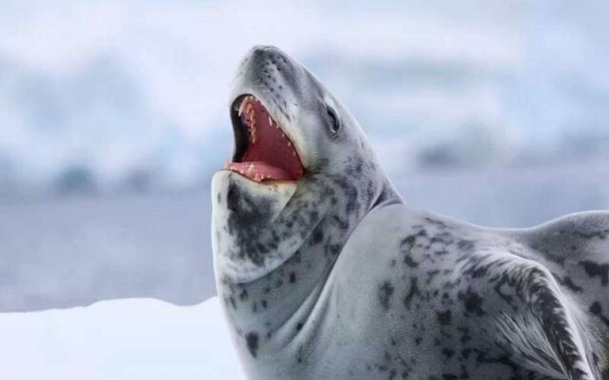 فک‌های پلنگی اصلا ترسناک نیستند! ترانه‌های کودکانه میخوانند!