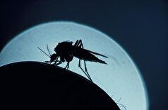 چگونه نیش حشرات رایج تابستانی را تشخیص دهیم؟