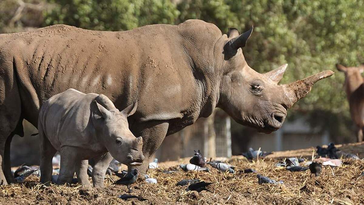 بی‌بی‌سی گزارش داد ۲۰ کرگدن با شاخ‌های آلوده به مواد رادیواکتیو در آفریقا دیده شده‌اند