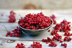 مصرف زرشک به این دلیل توصیه میشود!