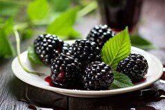 فواید توت سیاه برای زنان که نمیدانستید!