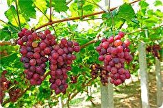 بیشتر از آنچه که فکرش را بکنید، انگور خاصیت دارد!