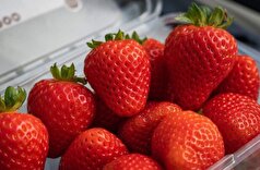 با خواص درمانی و مفید انواع توت بیشتر آشنا شوید