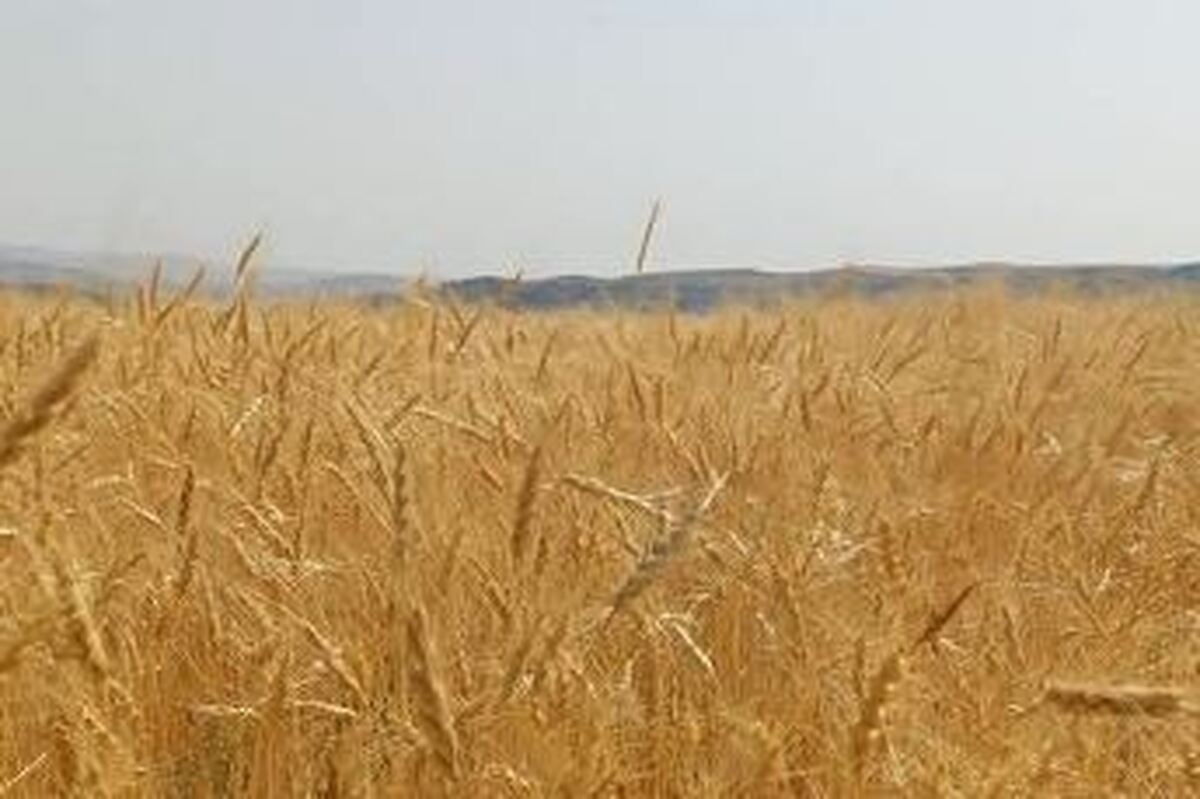 ذخیره ۹ ماهه گندم/مجلس پیگیر مشکلات گندمکاران