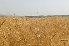ذخیره ۹ ماهه گندم/مجلس پیگیر مشکلات گندمکاران