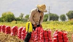افزایش ۶ درصدی تعداد بهره‌برداران کشاورزی