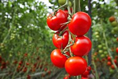 ۶۰ درصد تولیدات گلخانه‌ای یزد به سایر کشور‌ها صادر می‌شود
