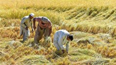 برنامه جامع مشترک انگلیس و فائو برای حمایت از جامعه روستایی در افغانستان