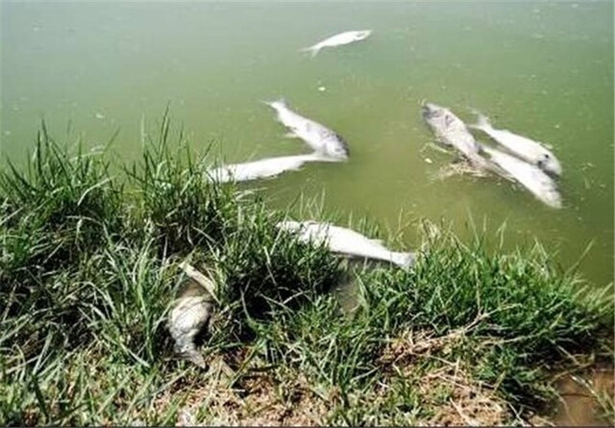 رودخانه صالح آباد تلفات ماهی نداشته است