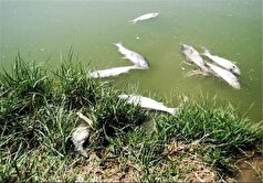 رودخانه صالح آباد تلفات ماهی نداشته است