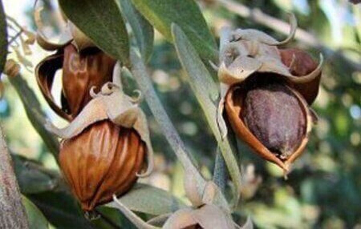 جوجوبا، آنغوزه و کاپاریس به سبد کشت گیاهان دارویی اسدآباد اضافه می‌شود