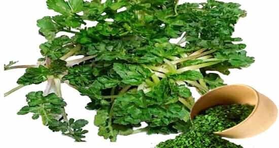 آشنایی با چوچاق؛ یک گیاه معطر شمالی با خواص درمانی بیشمار!