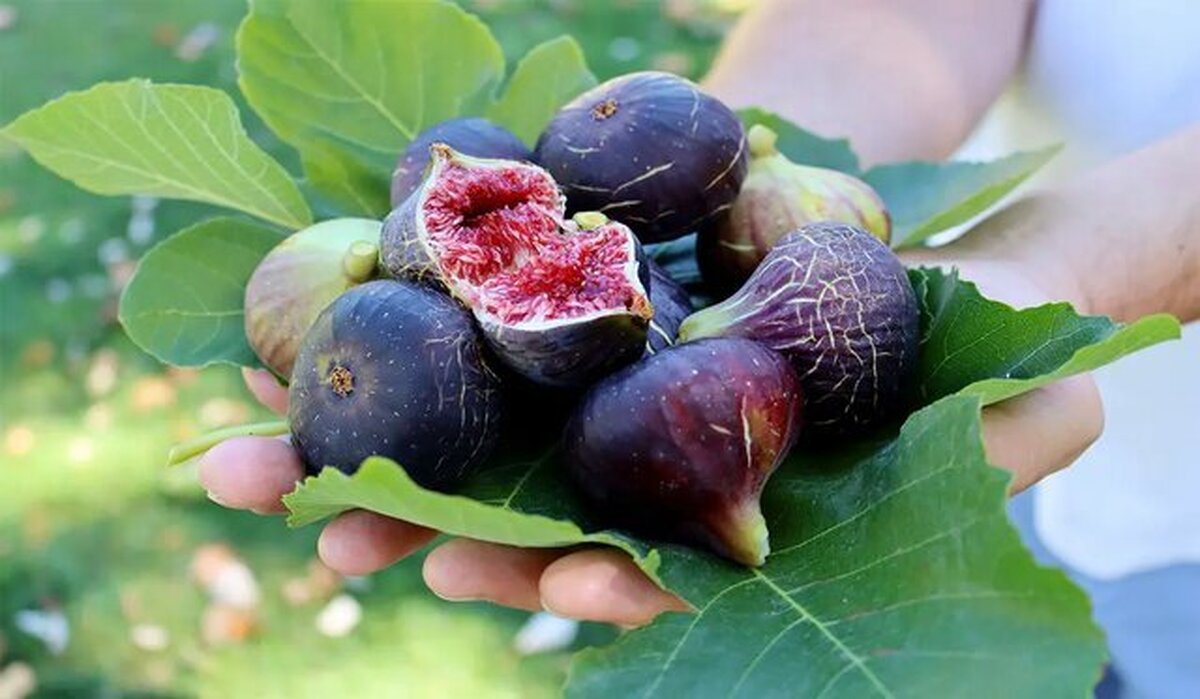 برداشت انجیر از باغات دیم فارس آغاز شد / سهم ۹۵ درصدی فارس از تولید انجیر دیم کشور