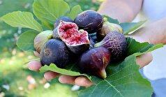 برداشت انجیر از باغات دیم فارس آغاز شد / سهم ۹۵ درصدی فارس از تولید انجیر دیم کشور