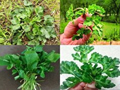 آشنایی با چوچاق؛ یک گیاه معطر شمالی با خواص درمانی بیشمار!
