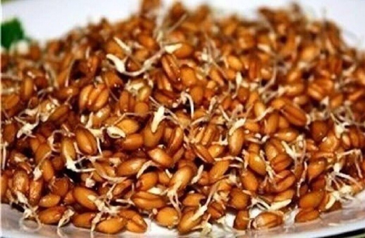 حاوی آنتی‌اکسیدان و مؤثر بر افزایش طول عمر سالم| فواید جوانه گندم