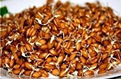 حاوی آنتی‌اکسیدان و مؤثر بر افزایش طول عمر سالم| فواید جوانه گندم