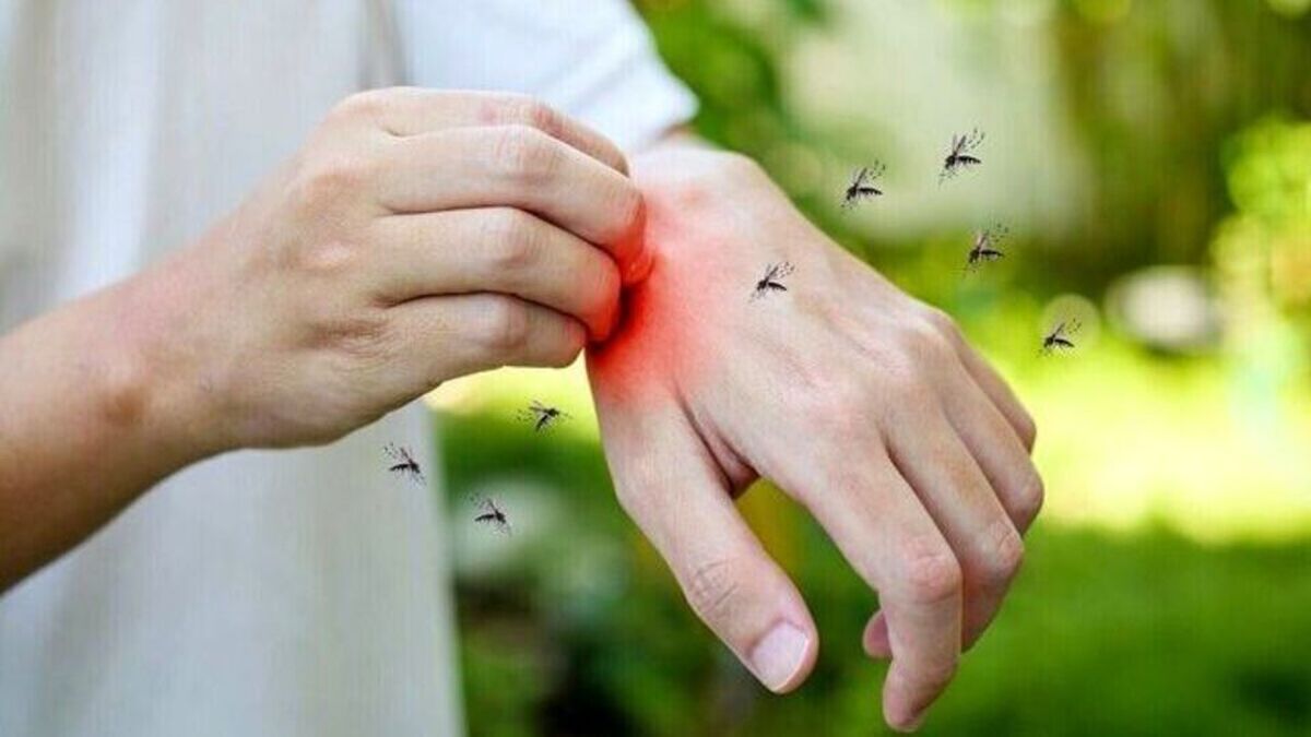 حشرات به کدام گروه خونی بیشتر جذب میشوند؟