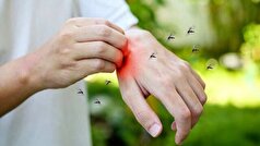 حشرات به کدام گروه خونی بیشتر جذب میشوند؟