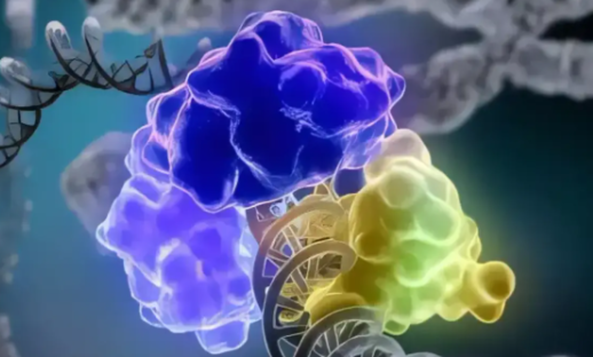 سلول‌ها برای ترمیم آسیب‌های DNA چه مکانیسمی دارند؟