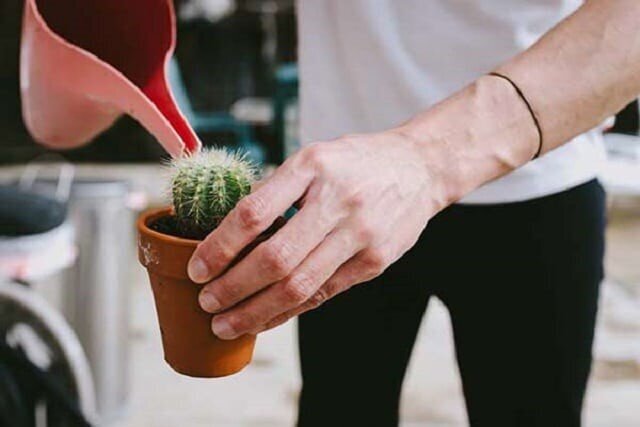 بهترین شرایط محیطی برای نگهداری از کاکتوس در تابستان چیست؟